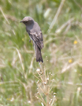 Townsends Solitaire 9708